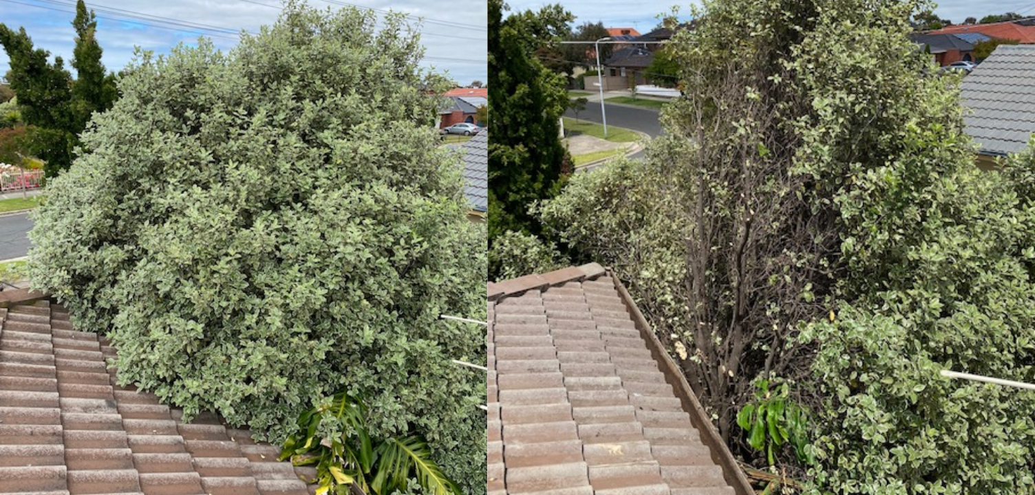 Trimming / Pruning